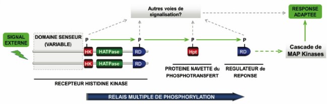 Organisation canionique des systèmes histidine aspartate kinases chez les champignons